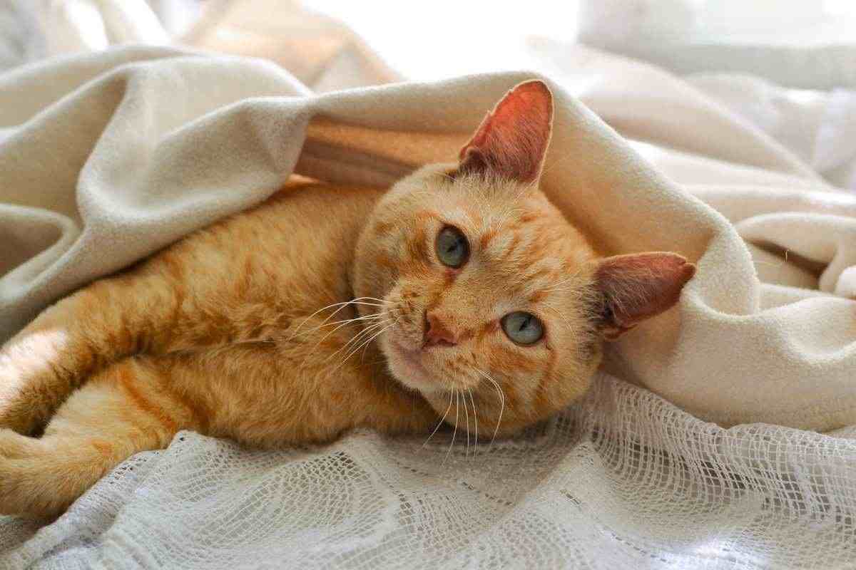 gatto arancione nel letto tra le coperte