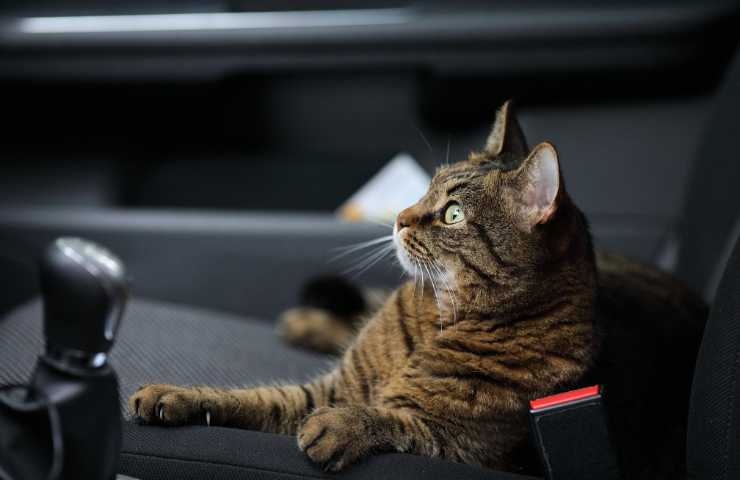 gatto in auto sul sedile