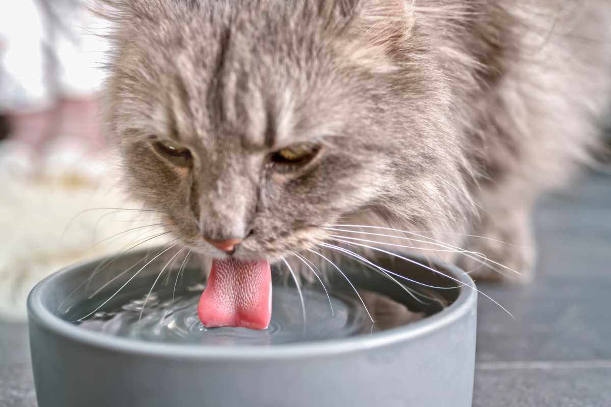 gatto beve molta acqua
