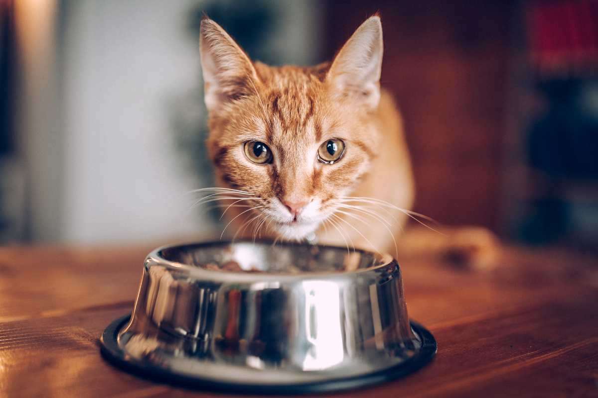 gatto arancione e ciotola di metallo