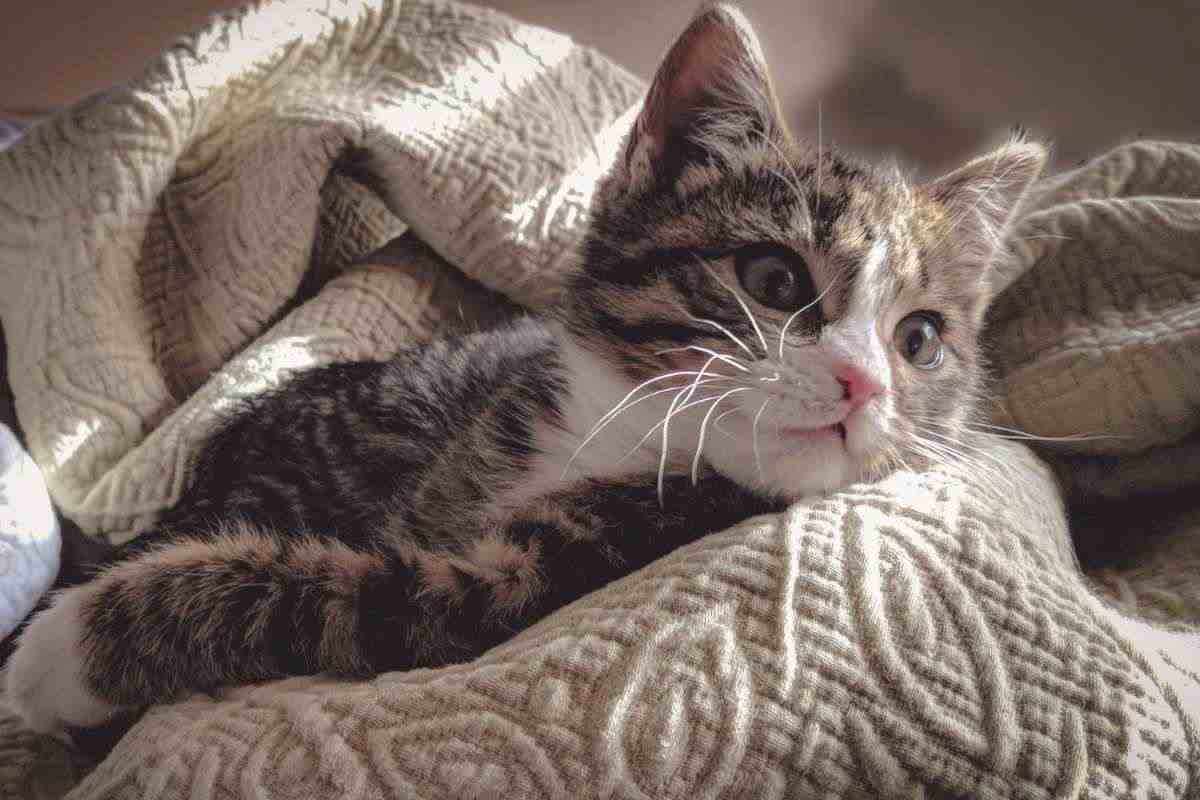 gatto avvolto nelle coperte