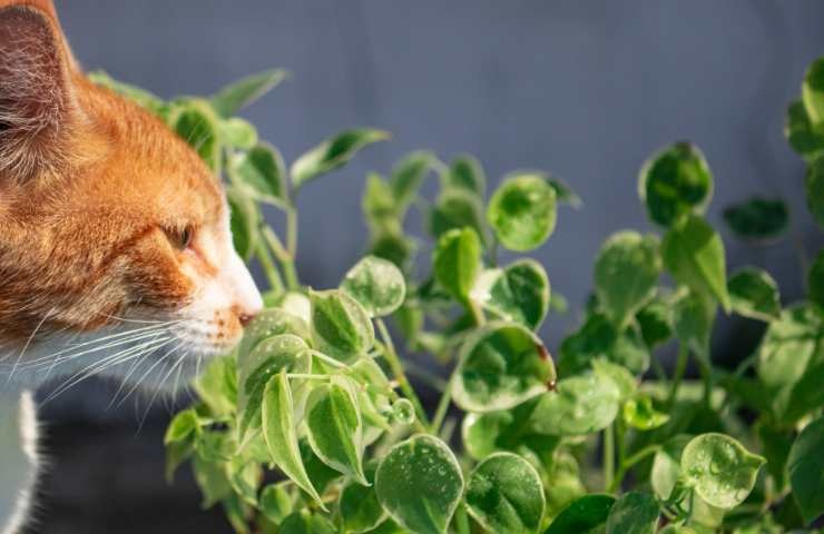 gatto arancione foglie