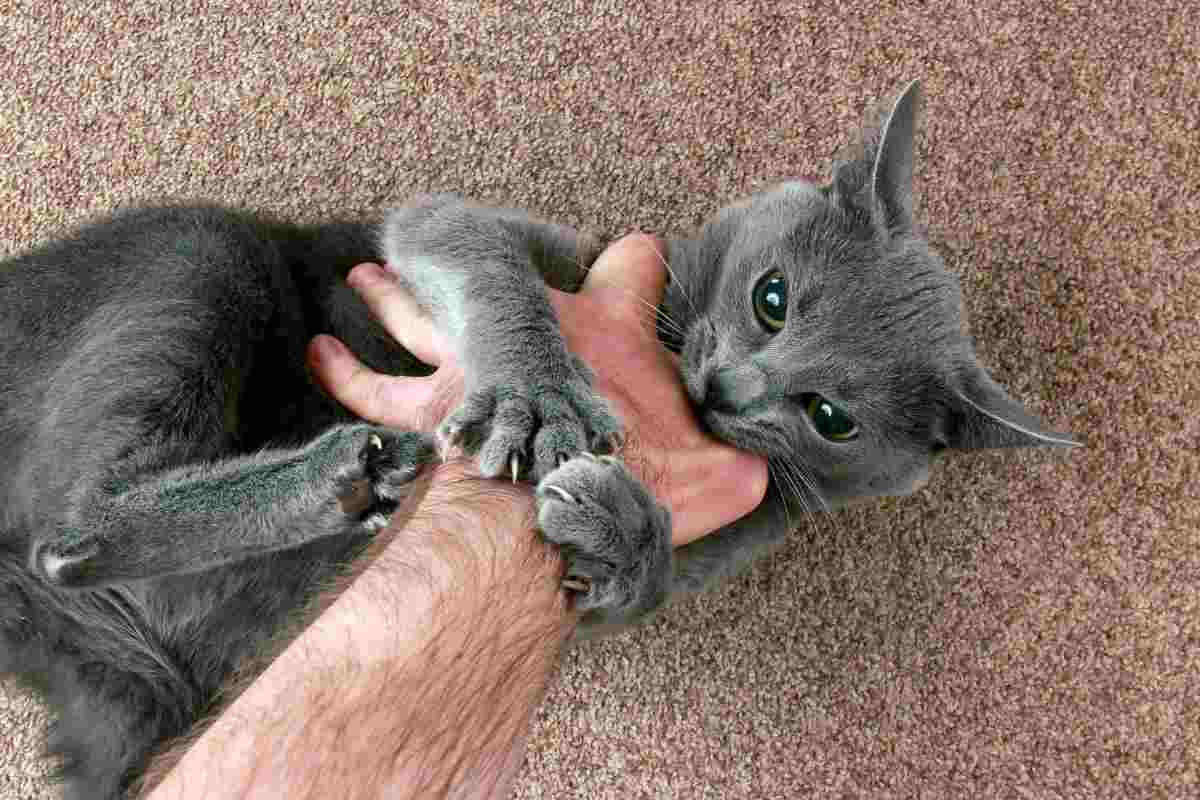 gatto che morde la mano