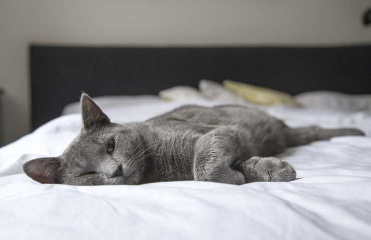 gatto grigio sul letto