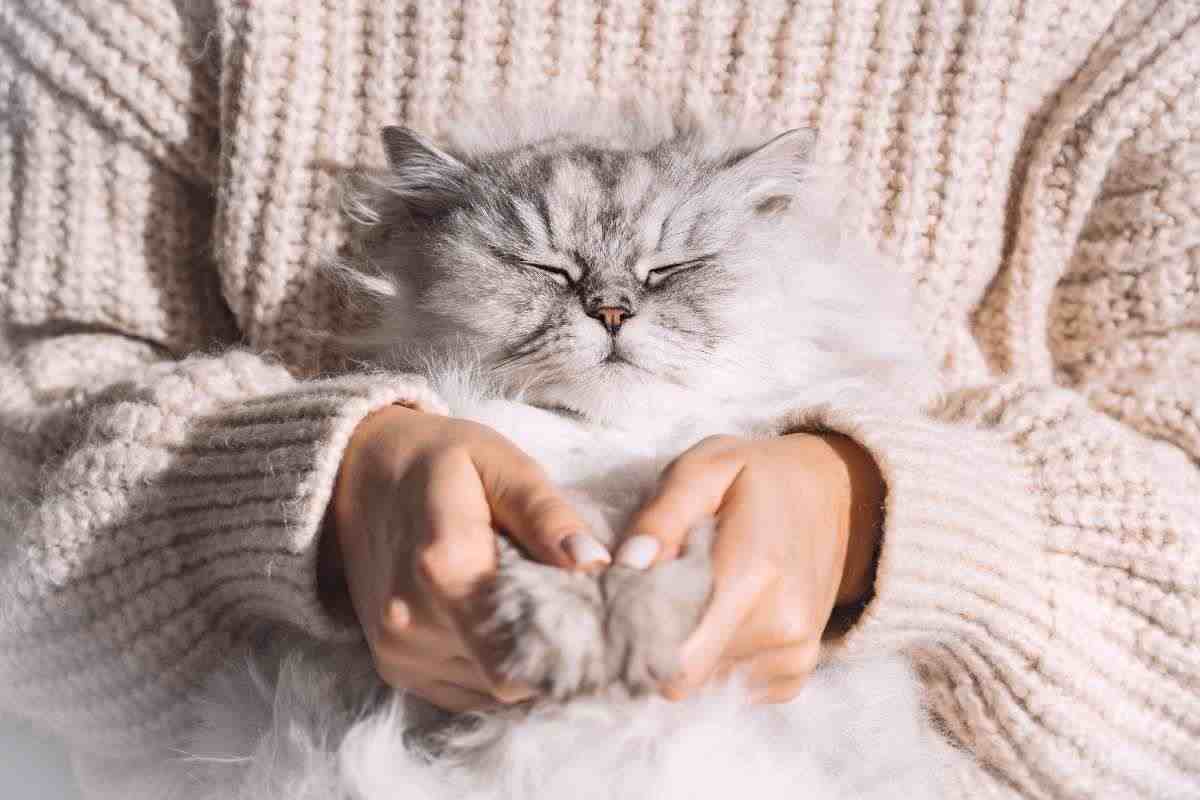 gatto tenuto in braccio