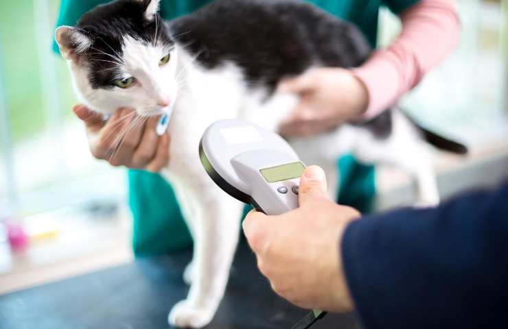 controllo microchip gatto