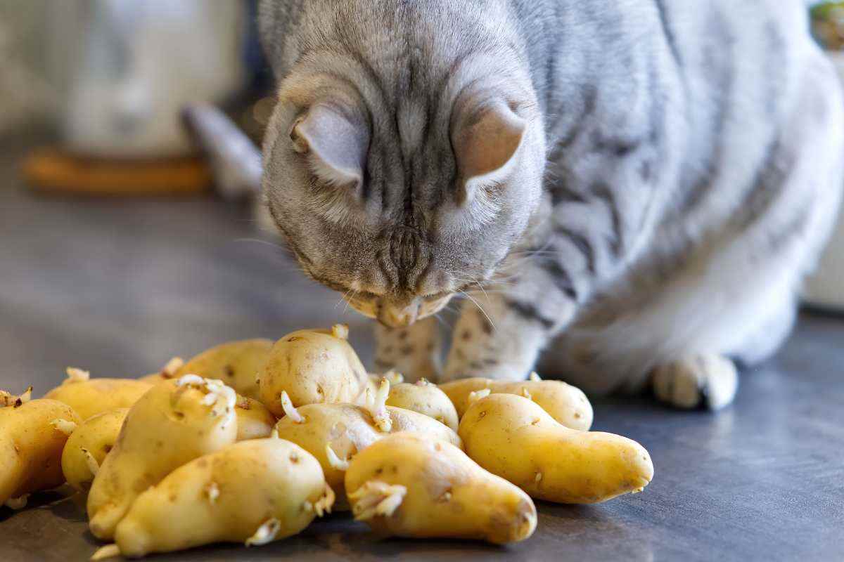 gatto annusa patate