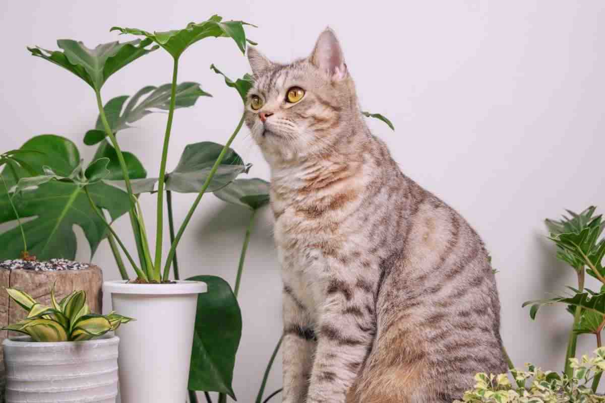 gatto tra le piante