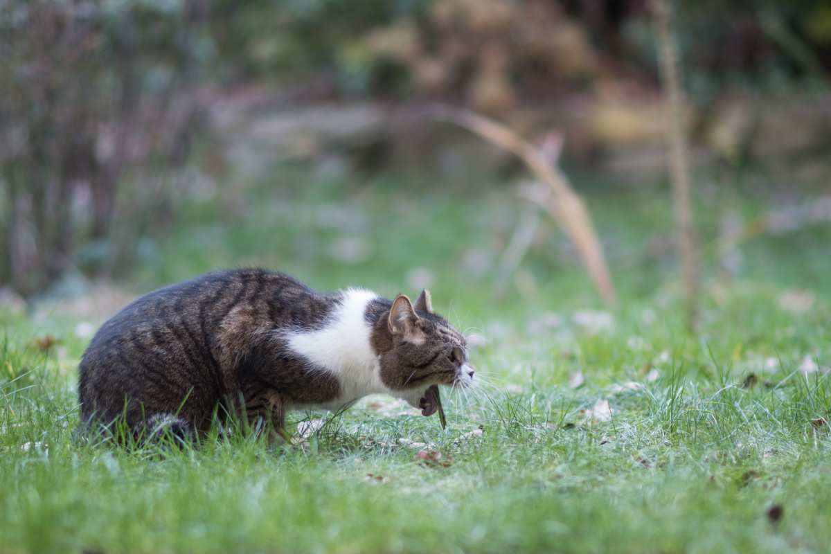 gatto vomita tra l'erba