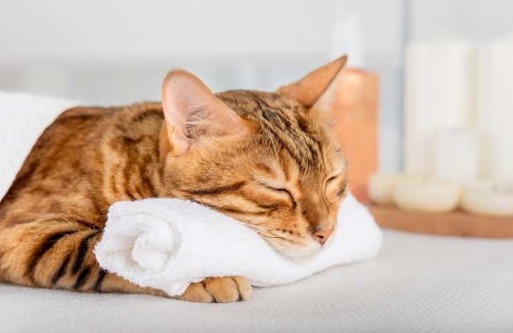 gatto che riposa appoggiato su un asciugamano