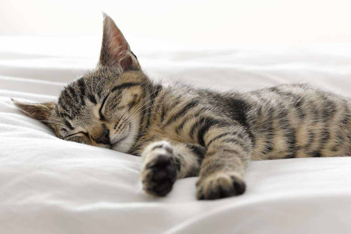 gatto rilassato al letto