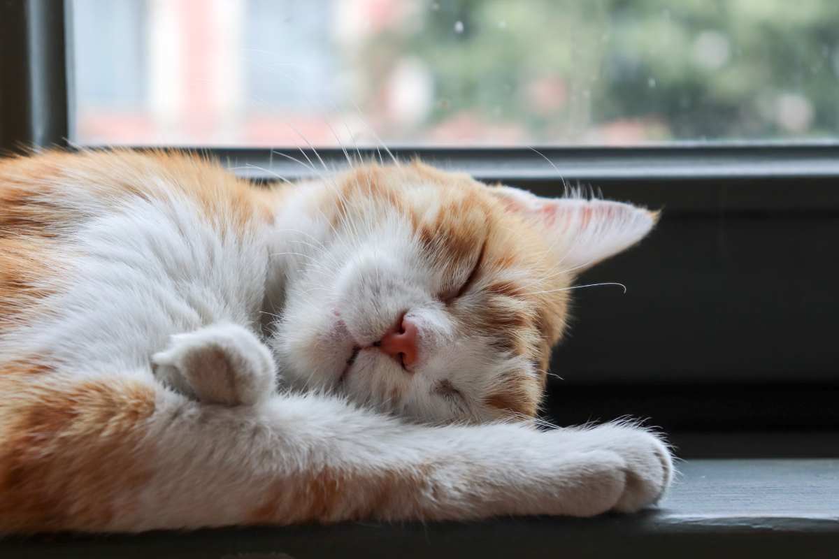 un gattino bianco e rosso che dorme