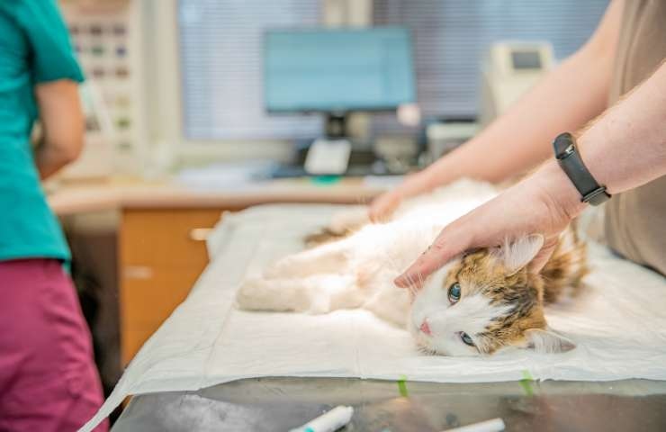 Veterinario visita gatto