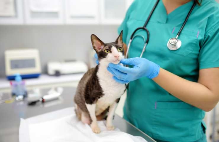 gatto visitato dal veterinario