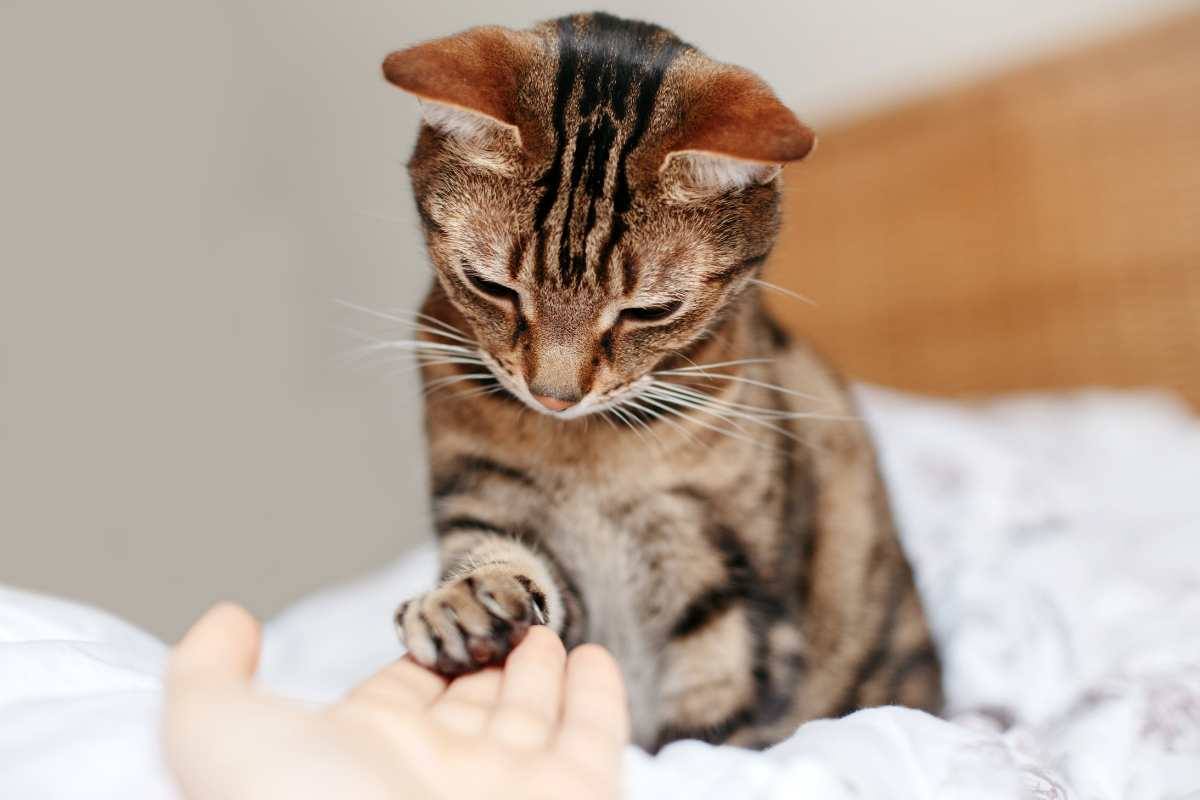 Umano tocca la zampa del gatto