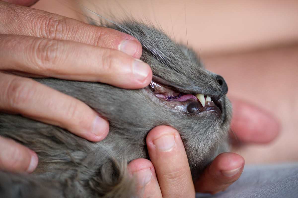 Gengive di un gatto grigio