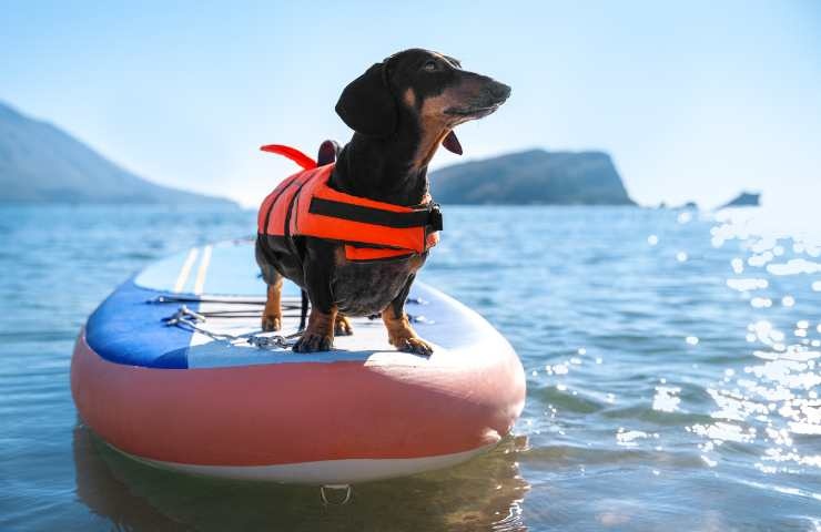 giubbotto per cani salvagente