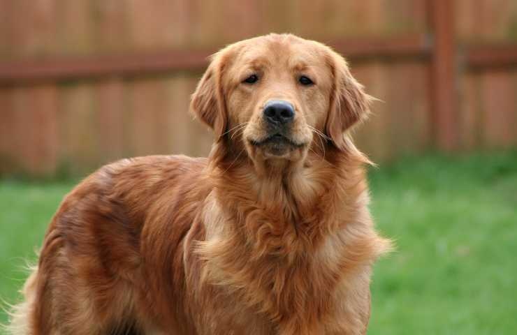 golden retriever color miele