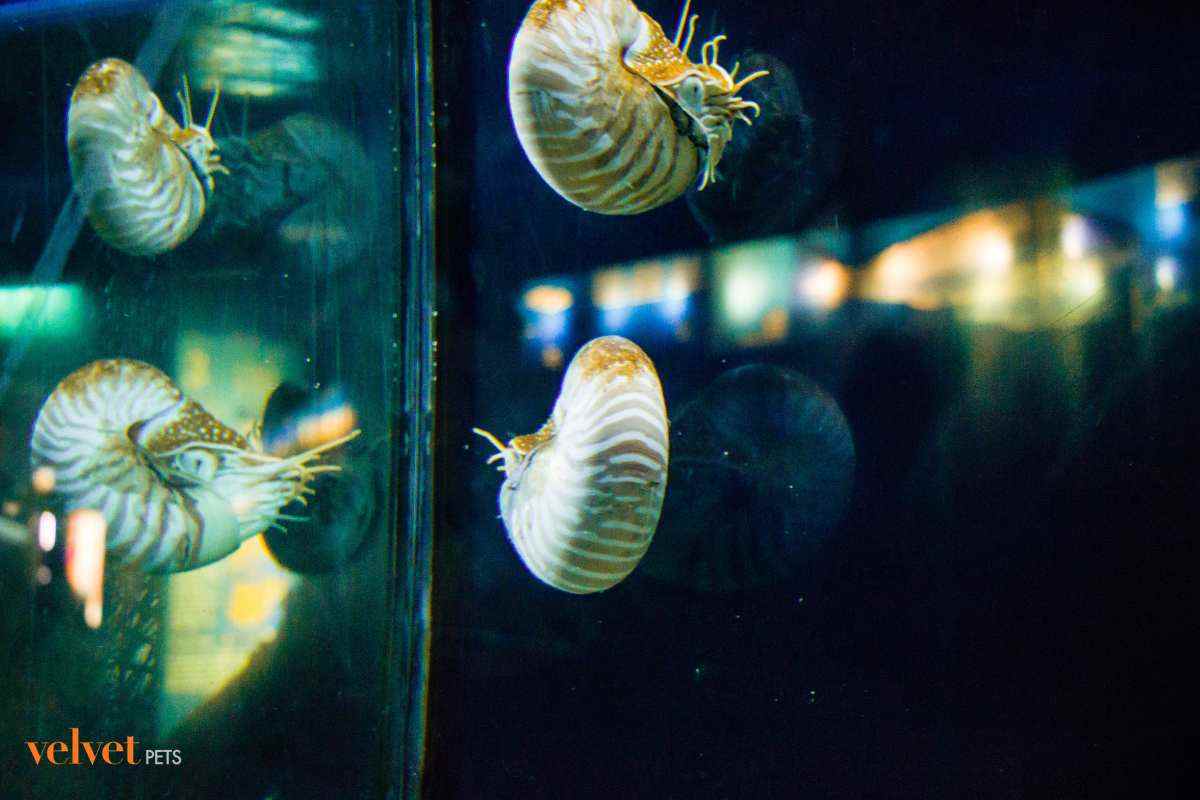 lumache in acquario