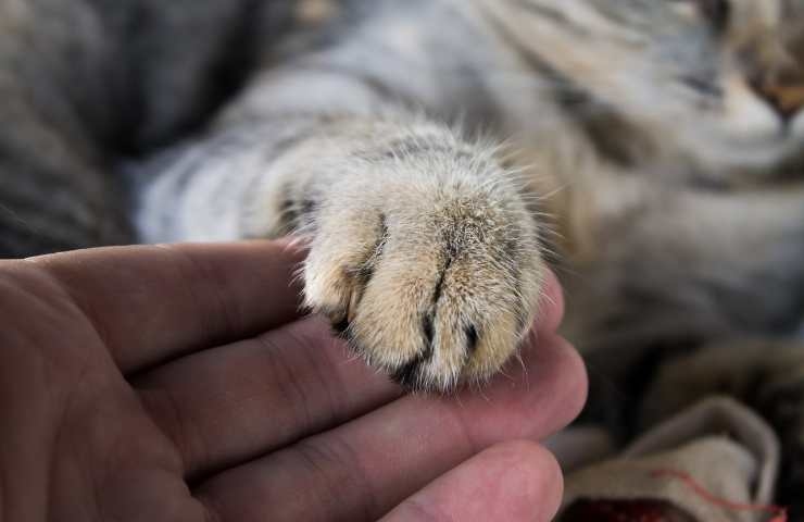 zampa del gatto e mano
