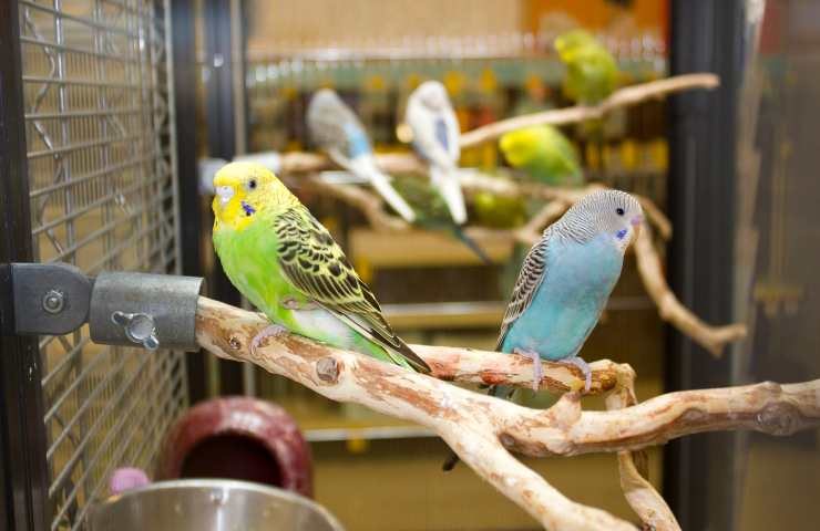 gabbia per pappagalli