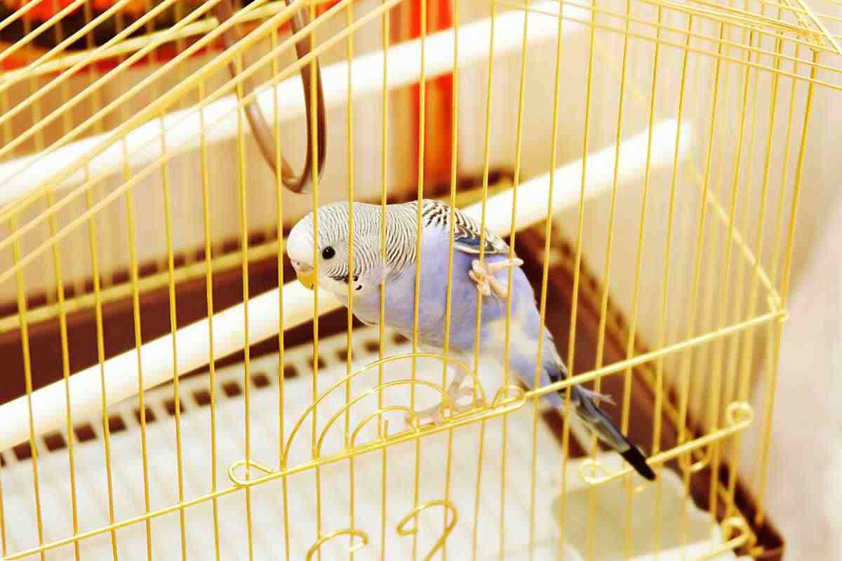 pappagallo in gabbia