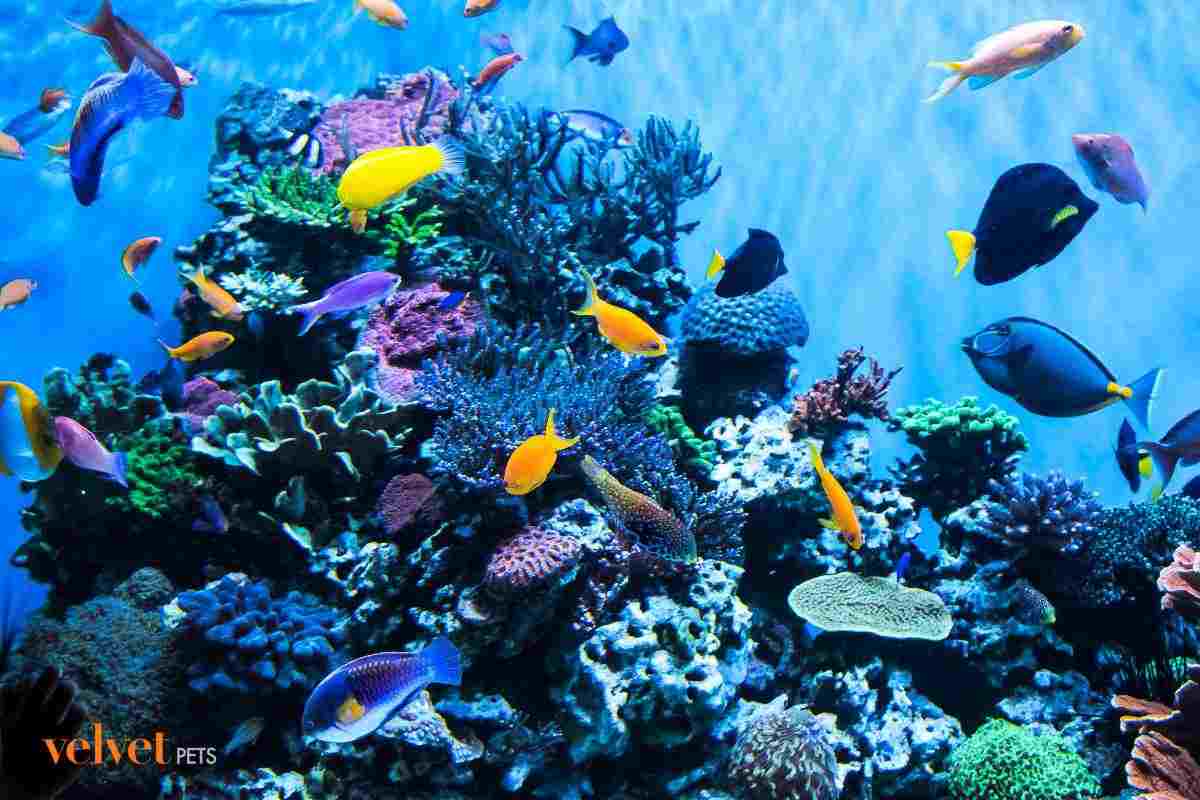 scegliere pesci per acquario