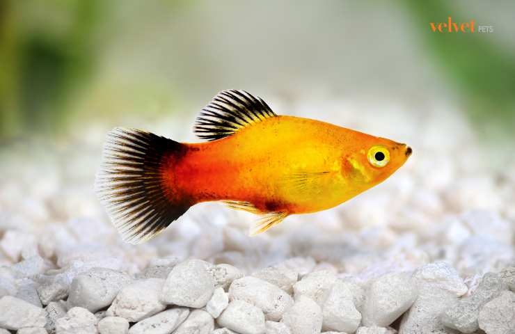 Pesce Platy in acquario