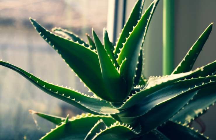 Pianta di Aloe Vera in casa