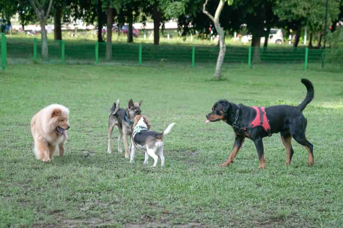 Diversi cani di razza insieme