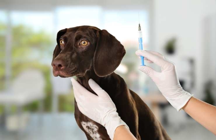 vaccinazione per cane