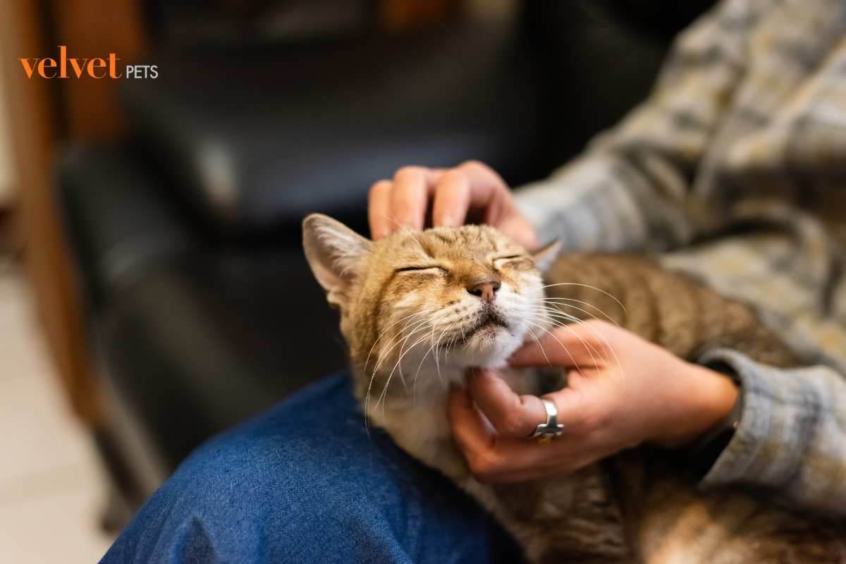 gatto che viene accarezzato sotto il mento