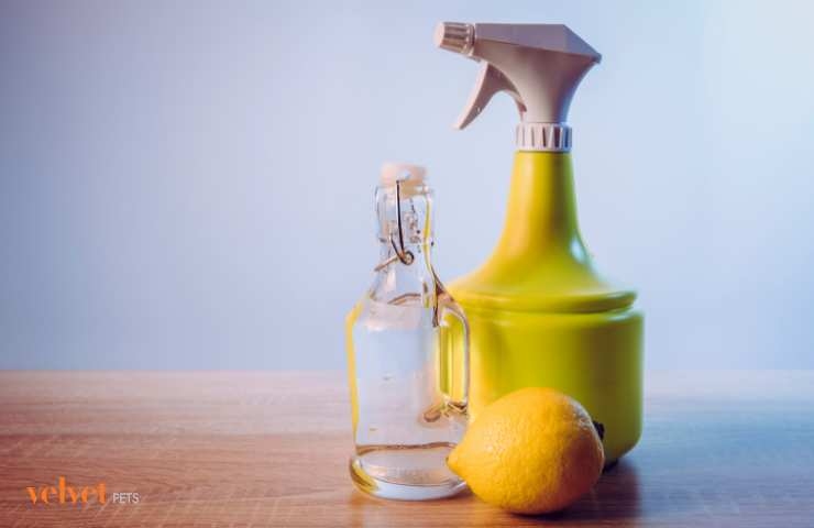 aceto, spruzzino e limone