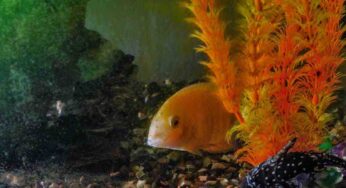 L’acqua dell’acquario è diventata torbida? Da cosa dipende e cosa fare