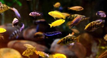 Convivenze tra pesci: come scegliere bene le specie che possono stare nello stesso acquario