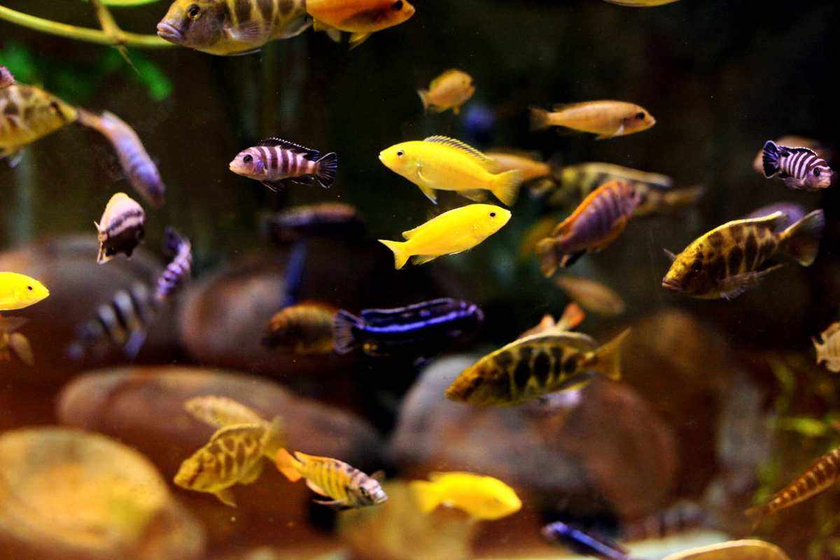 varie tipologie di pesci in acquario