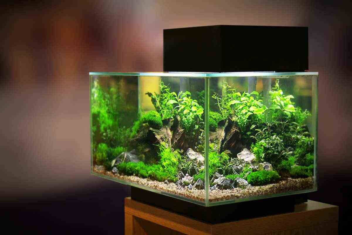 acquario di piccole dimensioni