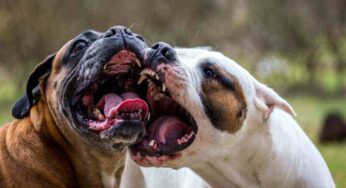 Cane che aggredisce un altro cane: come evitarlo, come si viene puniti dalla legge e come curare le ferite adeguatamente