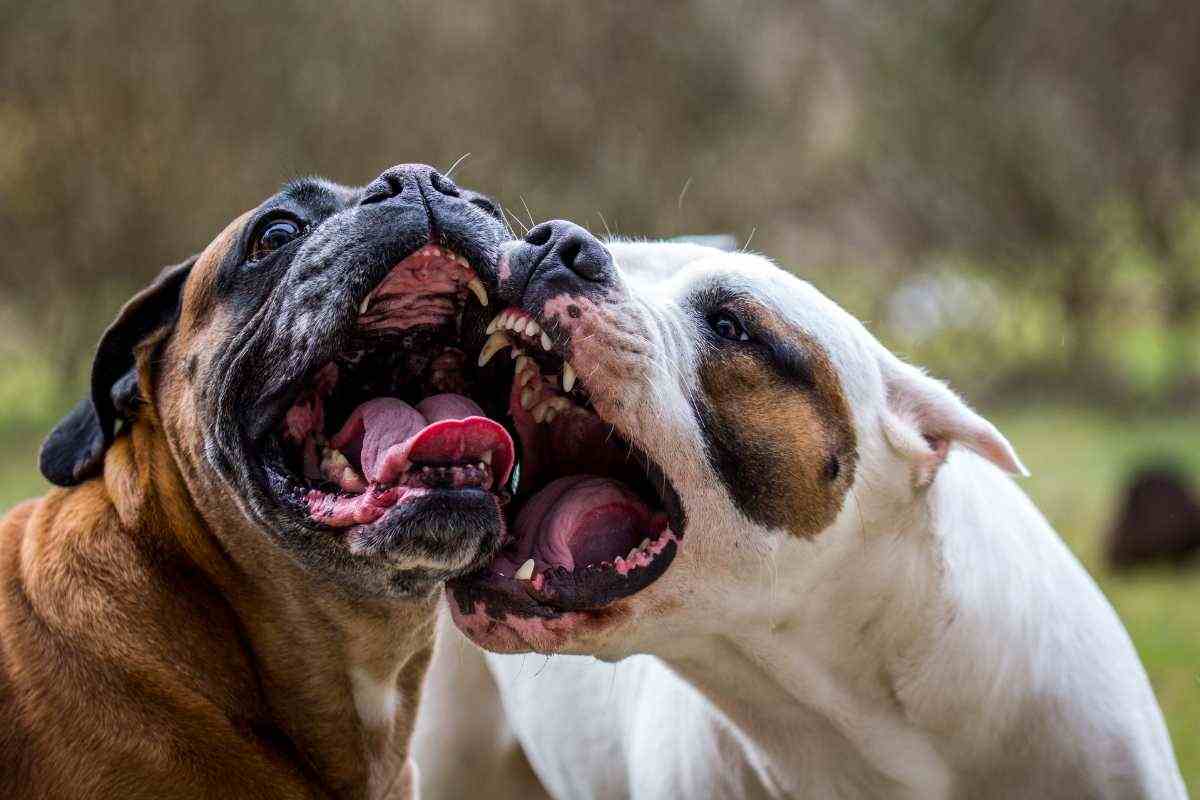 cani che litigano tra loro con violenza