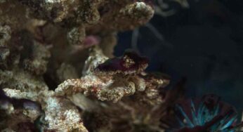 Alghe diatomee in acquario: perché insorgono e come eliminarle nel modo corretto
