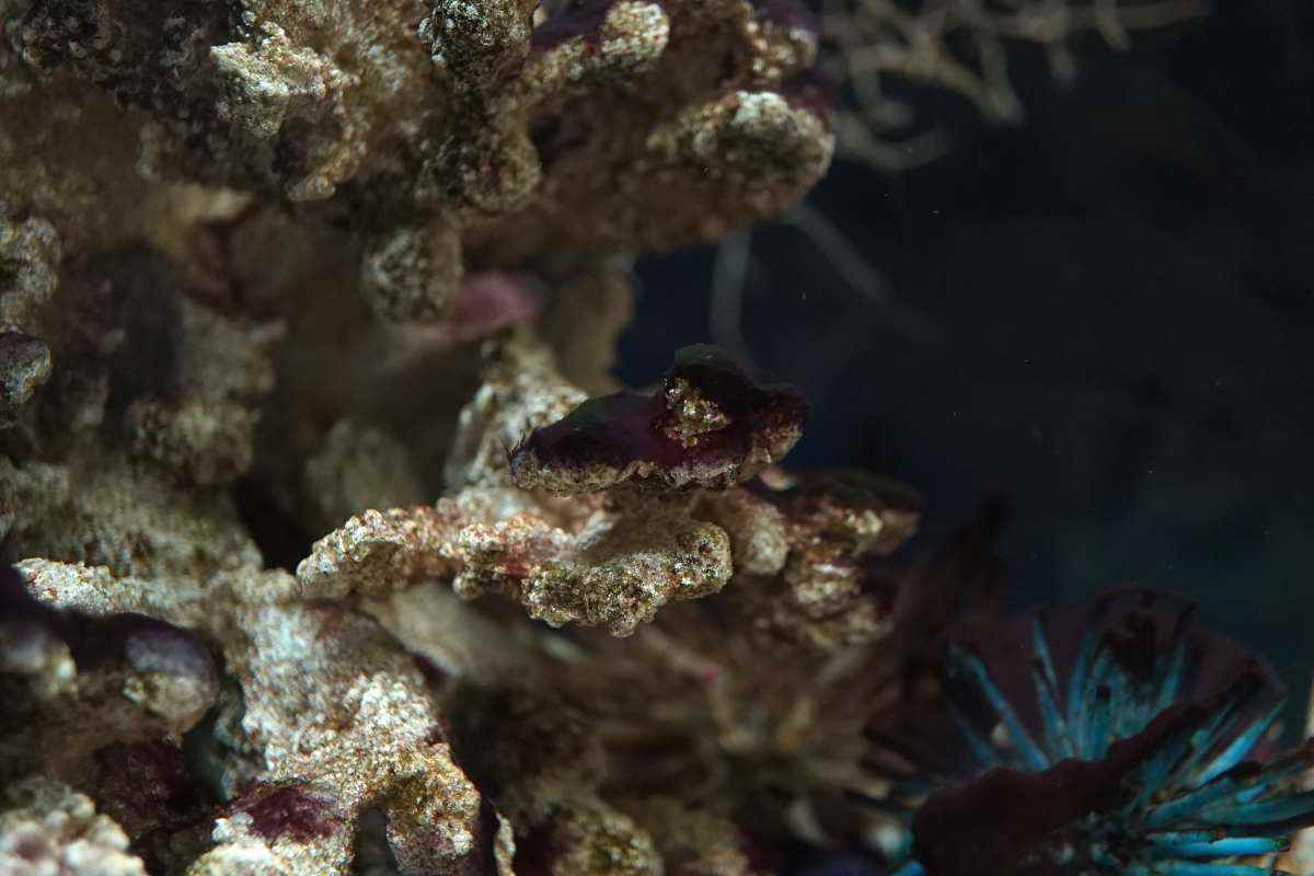 alghe parassite in acquario