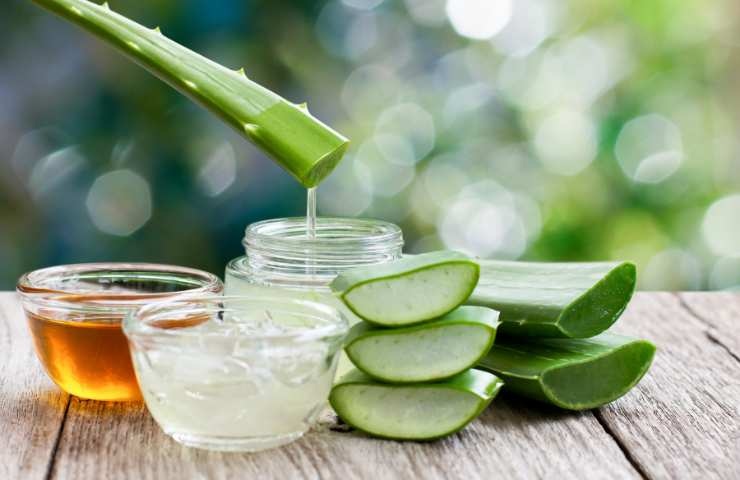aloe vera rimedio per mal di pancia del cane