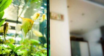 State acquistando un acquario per la prima volta? Come scegliere il giusto filtro in base alle vostre esigenze