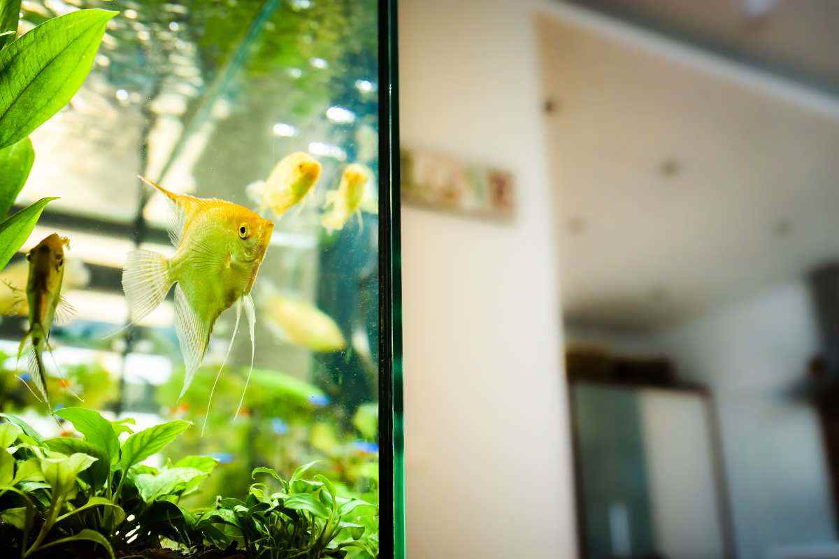 angolo di acquario con due pesci