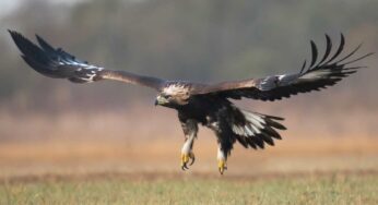 Una forza spaventosa: sapevi che l’aquila riesce a cacciare anche questi animali (molto grossi)?