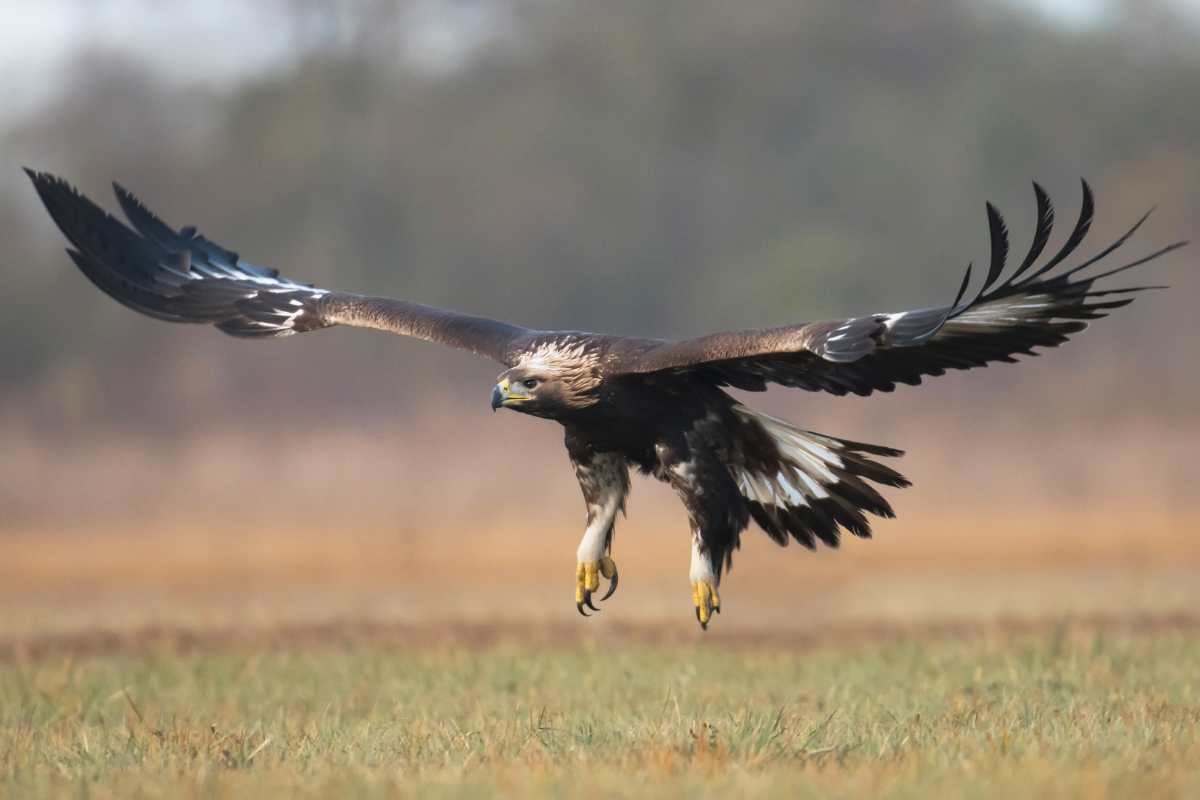 aquila intenta a cacciare