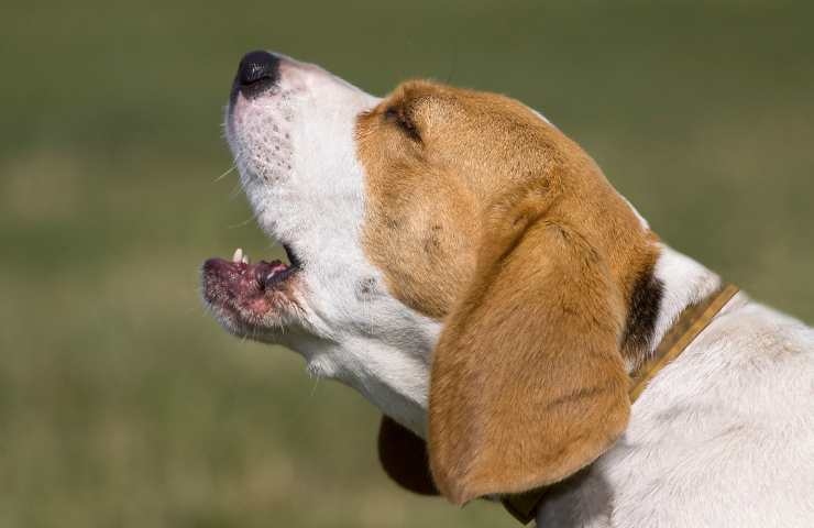 cane beagle che abbaia