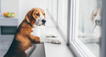 Cane da solo in casa: quanto tempo possiamo stare fuori e come abituarlo alla nostra assenza