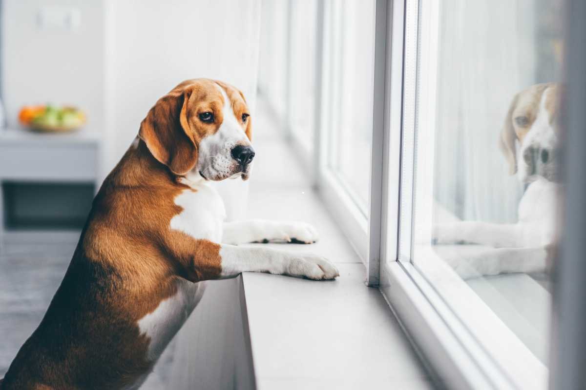 cane appoggiato con le zampe sul davanzale