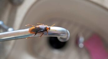 Paura delle blatte? Così capovolgi la situazione: saranno loro a temerti e resteranno lontane